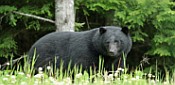 Bear Watching Vancouver Island