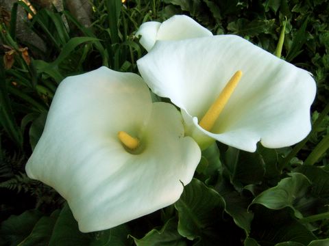 Flowers in the Gardens - June 