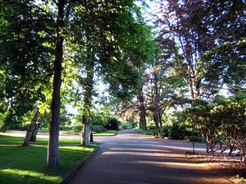 Trees in the Park