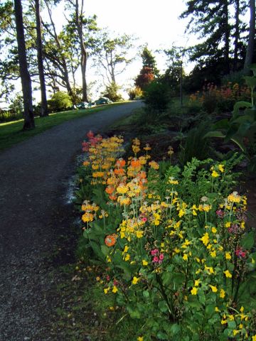 Yellow Flowers everywhere - June