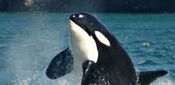 whale watching package