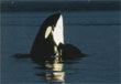 Victoria vacation packages Victoria BC