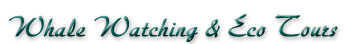 Whale Watching & Eco Tours